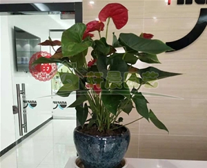 合肥轩晨园艺装饰有限公司