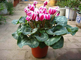 云南龙彩园艺有限公司