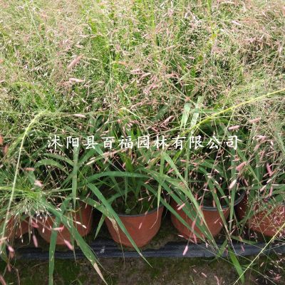 沭阳县百福园林有限公司