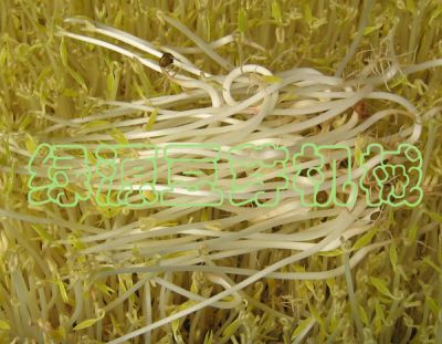 青州市通洋豆芽机械厂