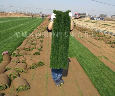 栾城区福荣草坪种植合作社