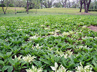 青州市一帆花卉苗木专业合作社