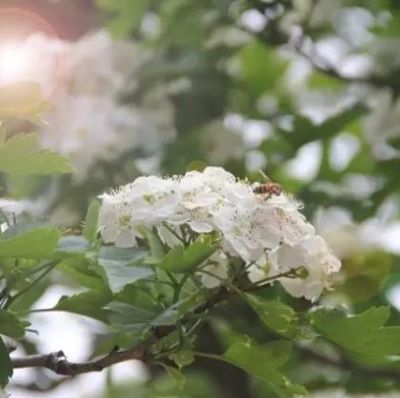 新泰市华俊甜红子山楂合作社