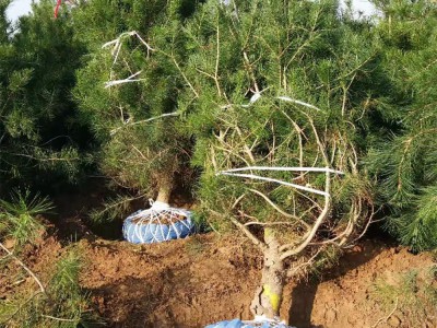 博野县天锦园林绿化工程有限公司