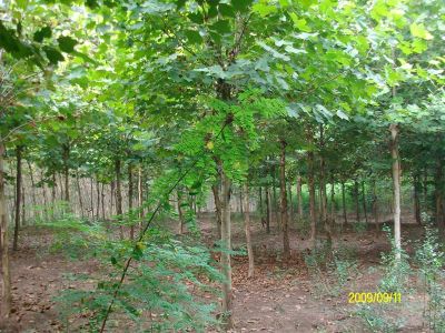 保定博野县润林苗木花卉种植有限公司