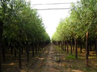 博野县君豪苗圃场