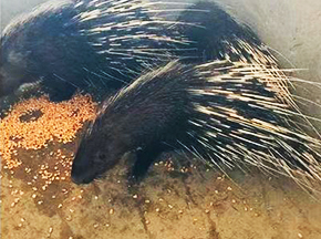 成都新津科林养殖专业合作社