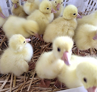 隆昌县佳兴禽业有限公司