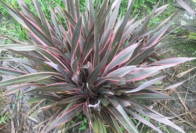 都江堰市达荣园艺场