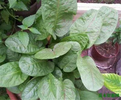 曼氏（中国）香精香料有限公司