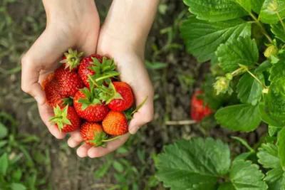 绥化市天园鑫农业科技有限公司