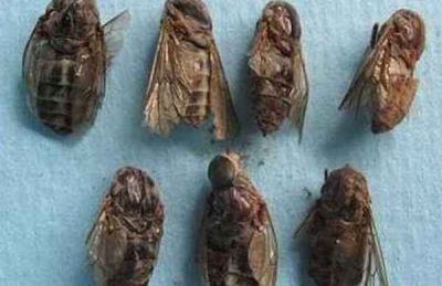 靖江鼎成电力设备安装工程有限公司