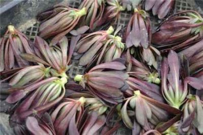 灵璧县聚福园林工程有限公司