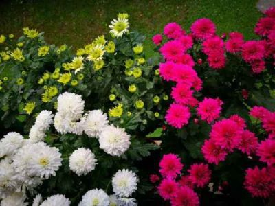 平湖市南新制线厂