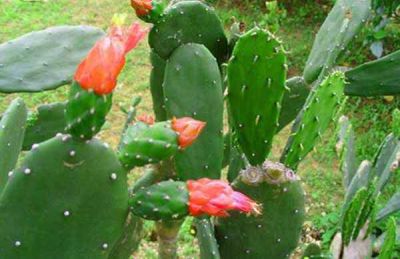 望奎县贵红肉牛养殖场