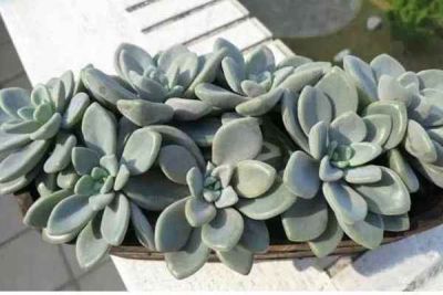 依安县萌春养殖家庭农场