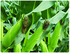 廊坊市鑫盛粮食加工有限公司