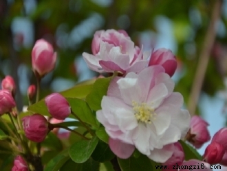 河东区苗木种植专业合作社