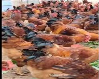 西安永华禽业有限公司