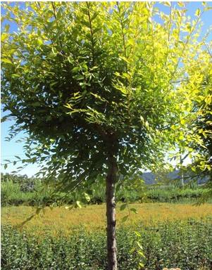 保定天锦园林绿化工程有限公司