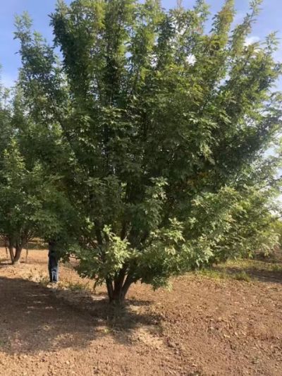 山东惠民县明豪苗木有限公司