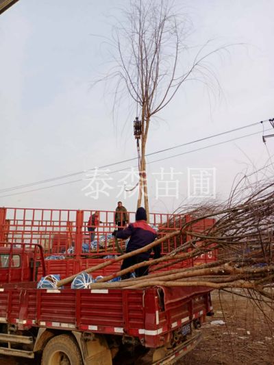 保定泰森园林绿化工程有限公司