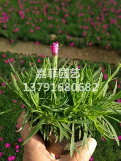 青州市嘉菲花卉苗木园艺场