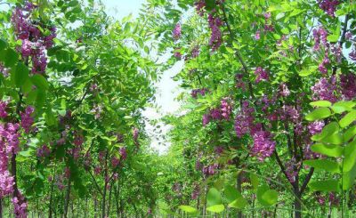 保定市豪珊园林苗木有限公司