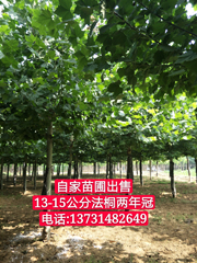 河北省博野县众信苗圃场