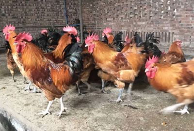 鑫民养殖专业合作社