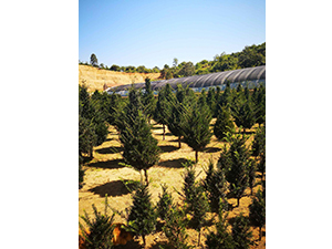 丹东绿卉源花卉苗木有限公司