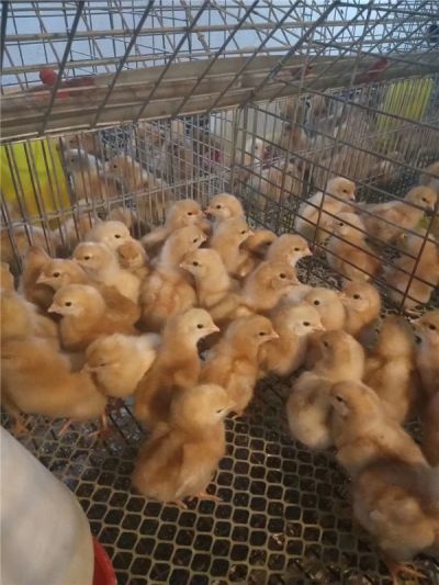 渭南市兴塬禽业有限公司