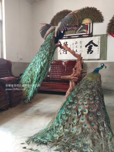 安徽省浩然孔雀养殖有限公司