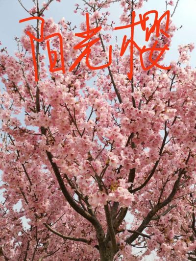 诸城市蓝天苗木专业合作社