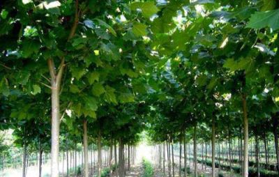 博野县远洋苗圃场