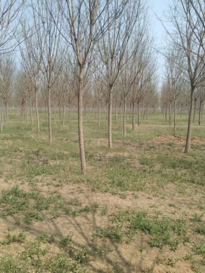 博野县兴业苗圃场