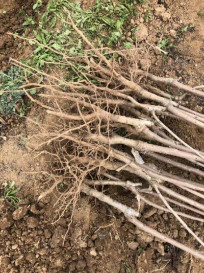 扶风县瑞欣果树苗木专业合作社