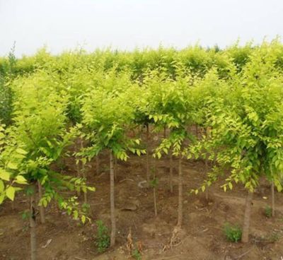 河北广源苗木花卉种植有限公司