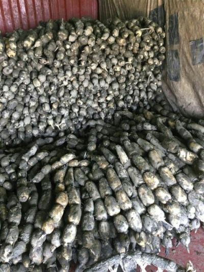 洪湖市青香莲藕种植专业合作社