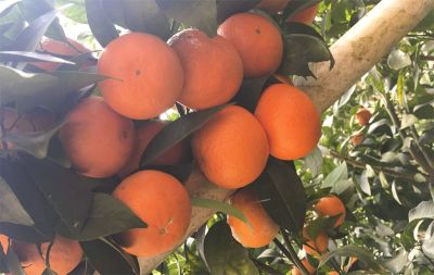 浏阳市兴乐农业科技开发区有限公司