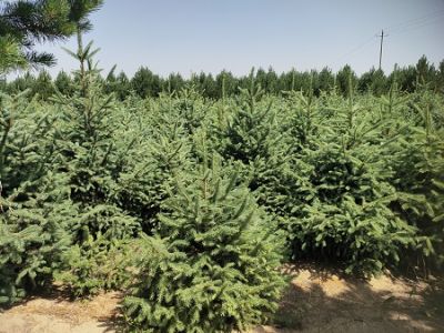 呼和浩特市景园苗木繁育有限责任公司