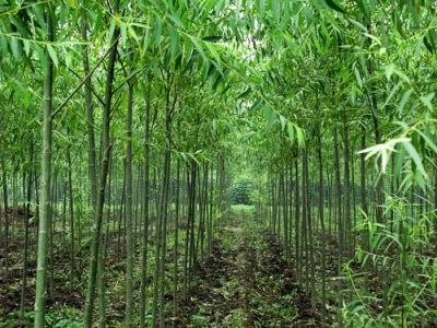 江苏盛景生态农业发展有限公司