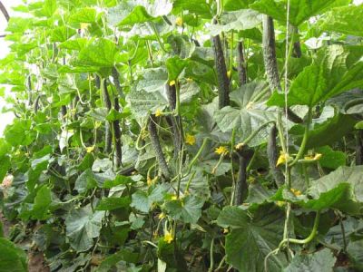 兰陵县隆坤蔬菜产销专业合作社