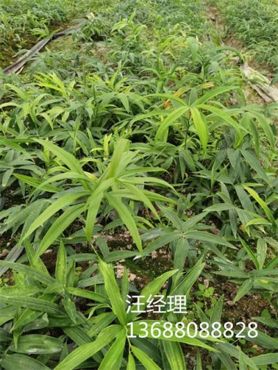 成都农科源科技有限公司
