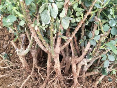 云南兴遇种苗有限公司