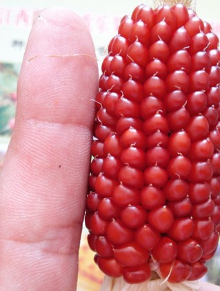 鄱阳县欢乐果树种植专业合作社