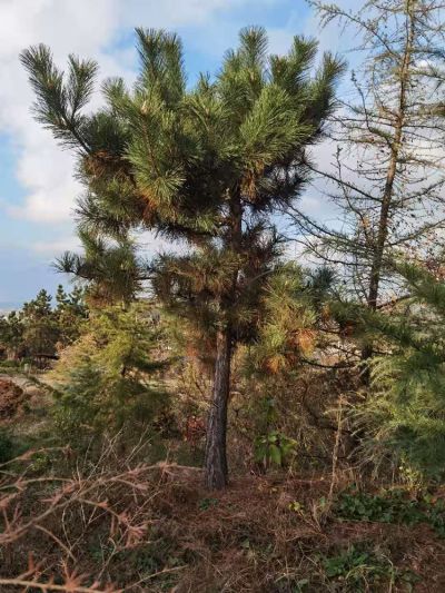 莒南县千川苗木专业合作社