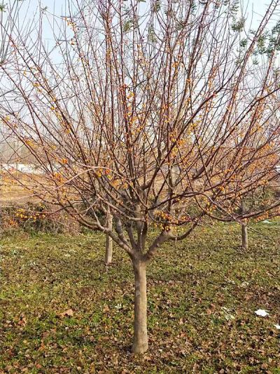 临沂市河东区金土地苗木种植专业合作社