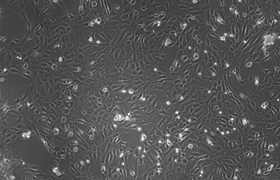 重庆威斯腾生物医药科技有限责任公司