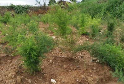 四川佳瑞祥中药材种植有限公司